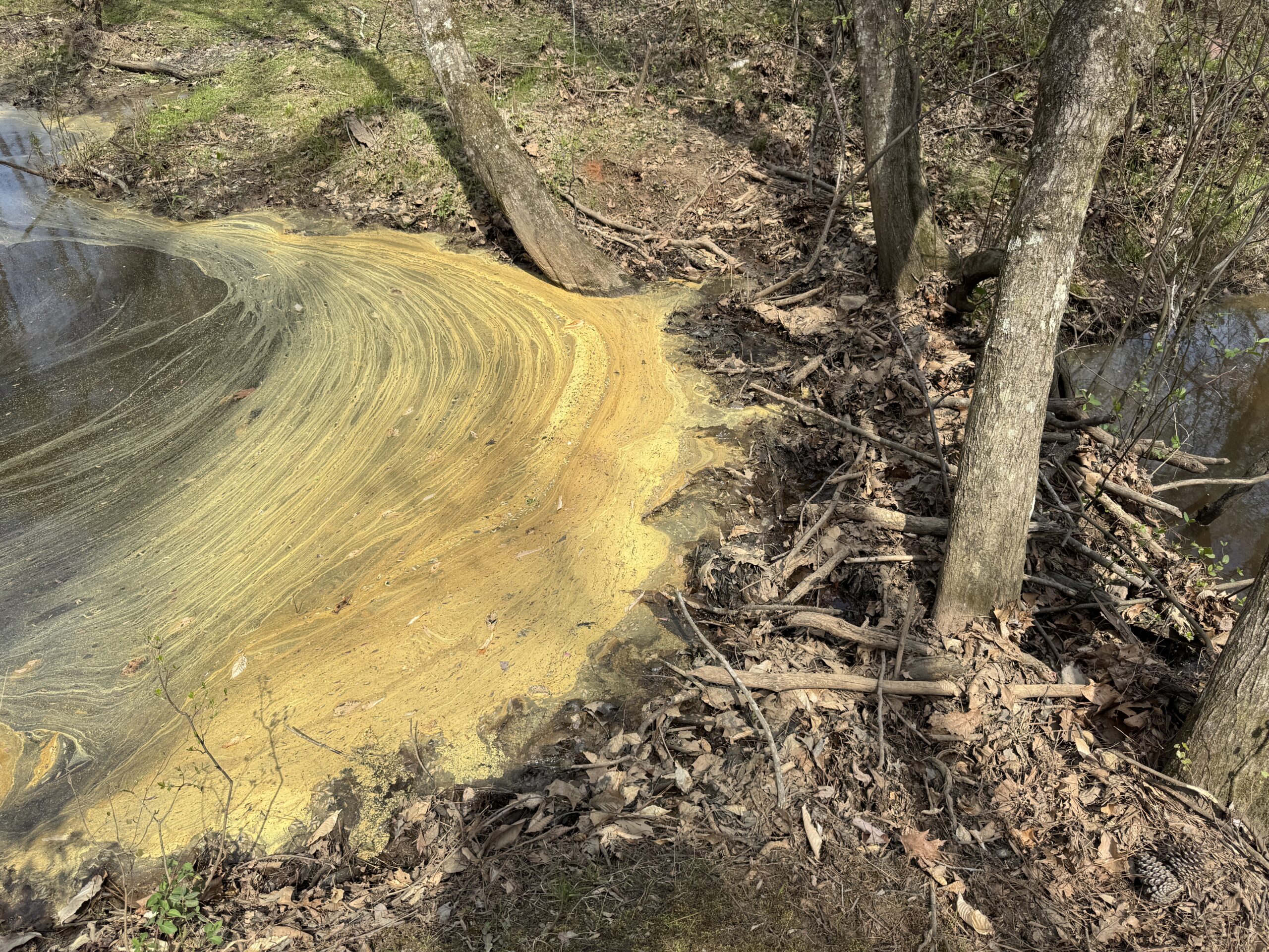 Beaver dam plugging up a small creek at Stone Mountain Park