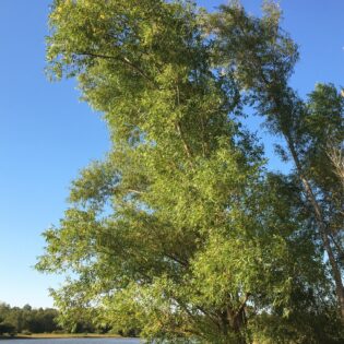 Salix nigra, Black Willow