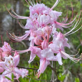 rhododendron periclymenoides, pinxter azalea