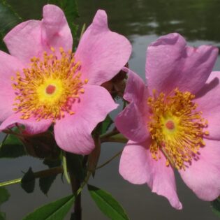 Rosa virginiana, Virginia Rose