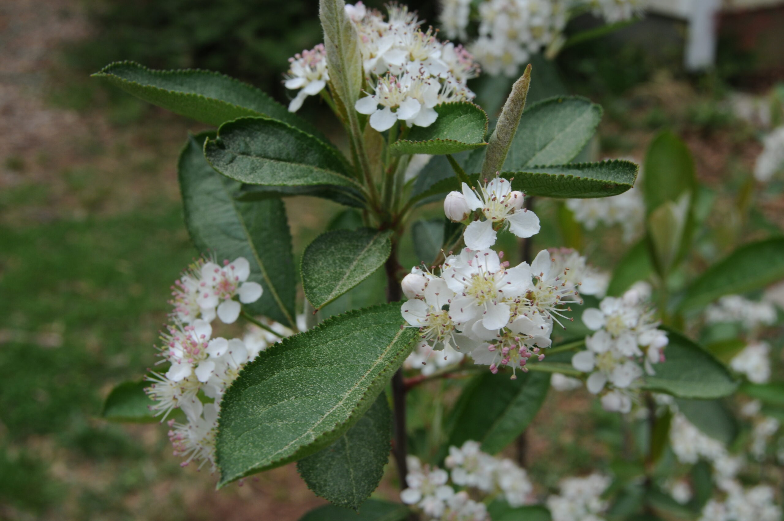 Clusters of white flowers with pink pollen set among green leaves.
