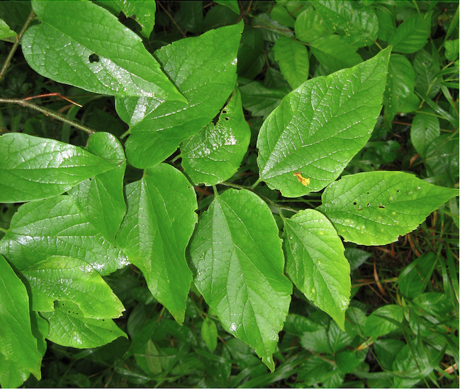 Twig with green leaves of Dwarf hackberry, Celtis pumila