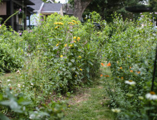 Garden with colorful native flowering plants