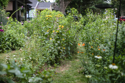 Garden with colorful native flowering plants