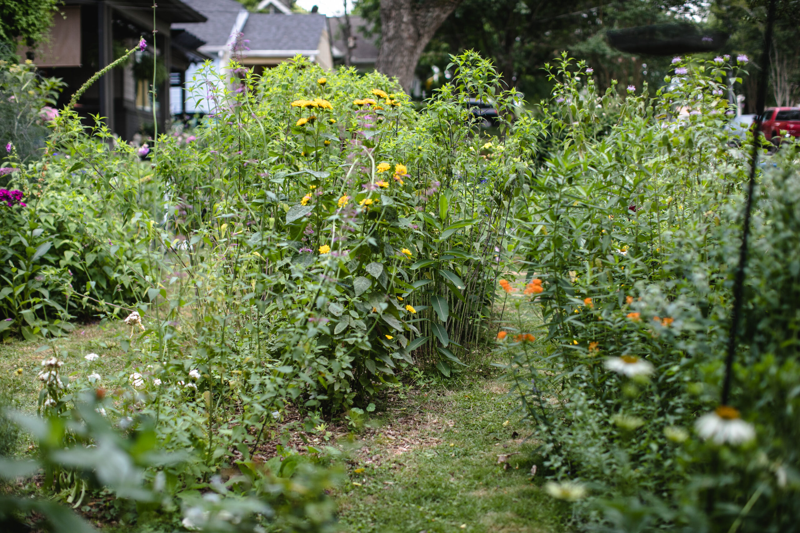 Garden with colorful native flowering plants