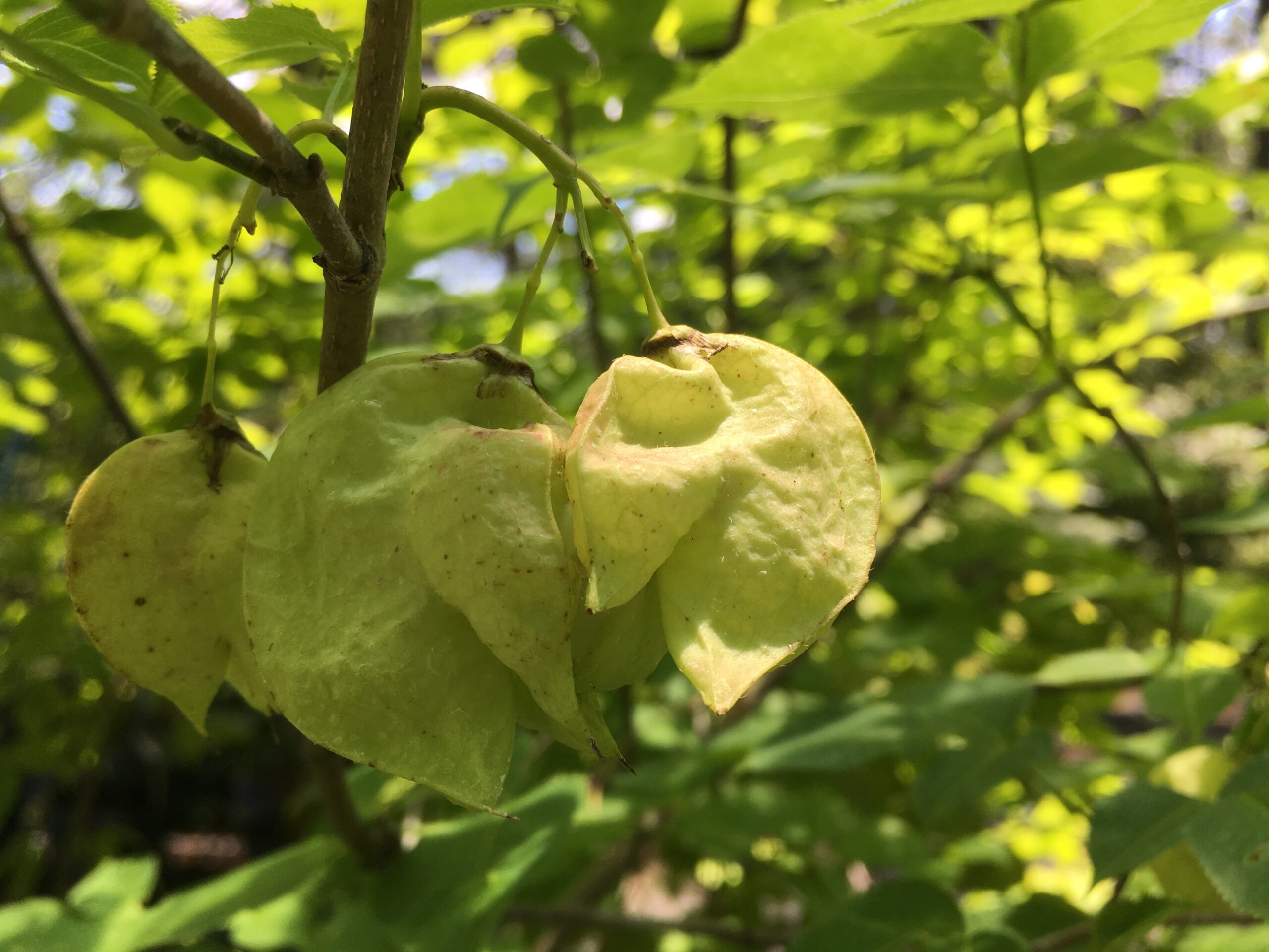 Greenish and tan seedpods of bladdernut hanging from a leafy branch.