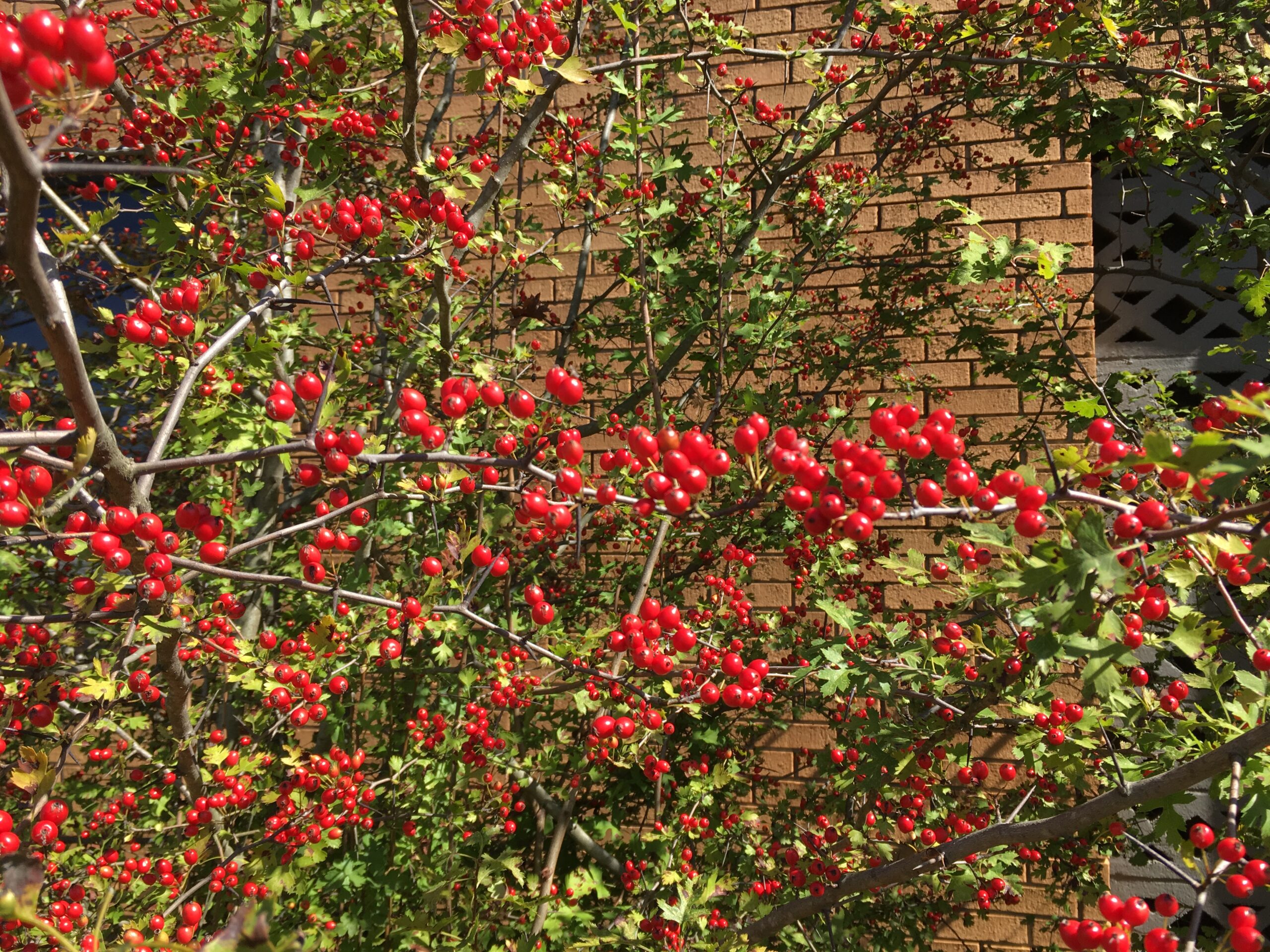 Red berries in clusters among very divided leaves of Parsley Hawthorn, Crataegus marshallii.