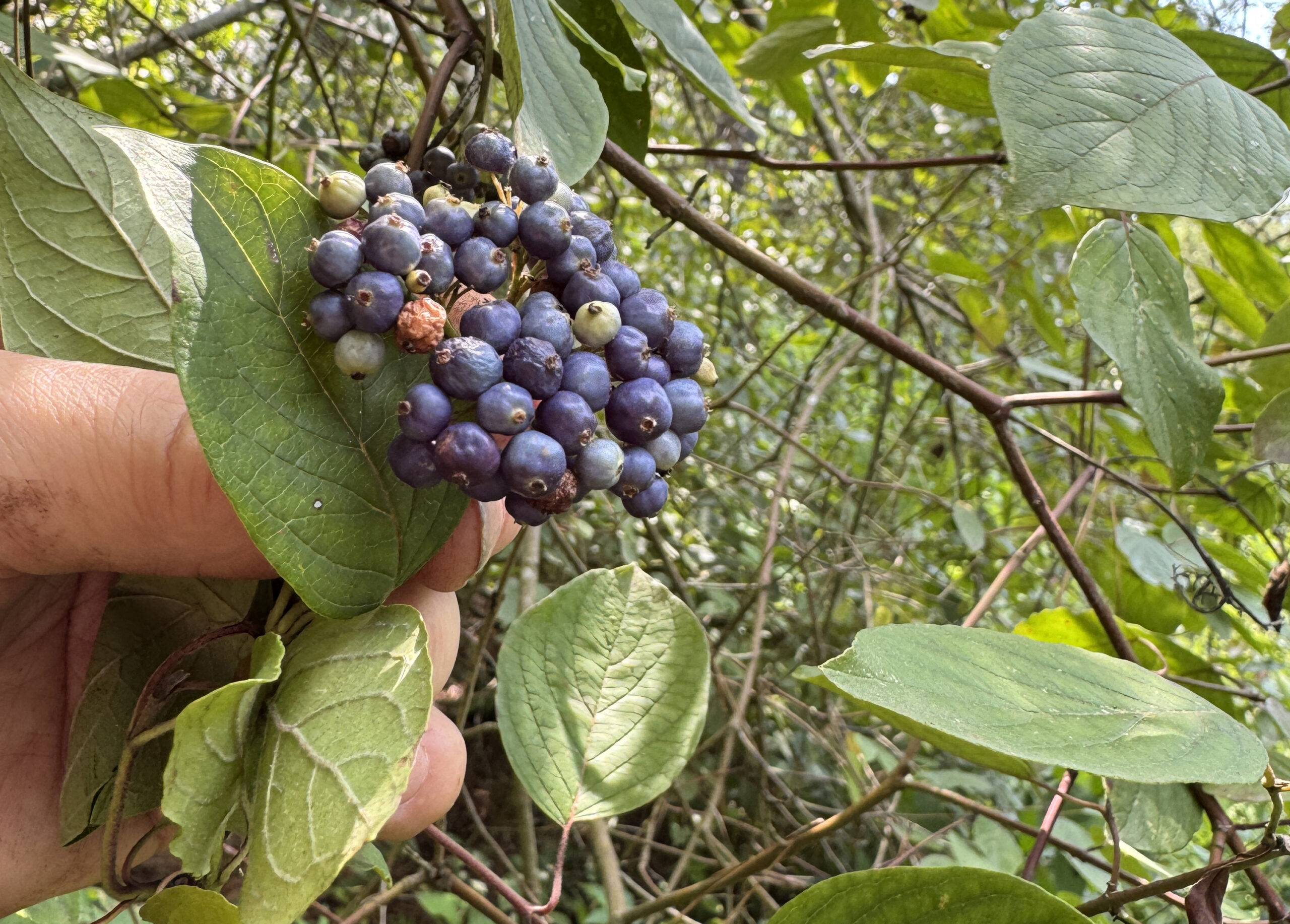 clusters of bright blue berries and green leaves.