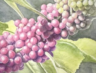 Purple Beautyberry clusters and green leaves along a stem