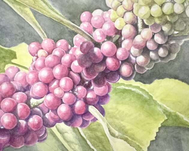 Purple Beautyberry clusters and green leaves along a stem