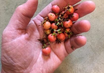 Crataegus-uniflora-berries-IMG_9758